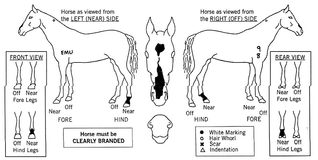 ashs-horse-enquiry