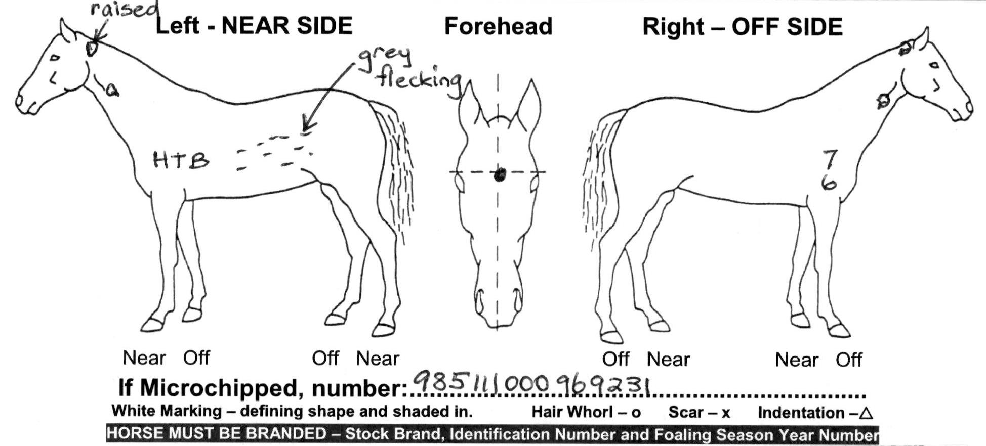 ashs-horse-enquiry
